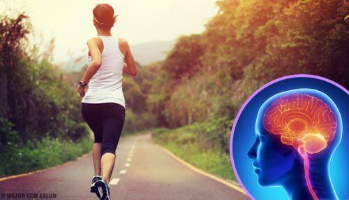Når du slutter å trene, endres hjernen din