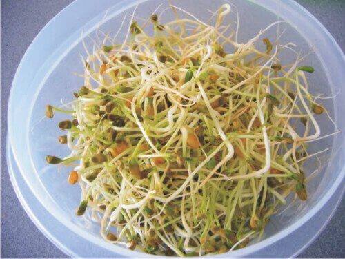 Bønnespirer, noe mateksperter ikke vil spise