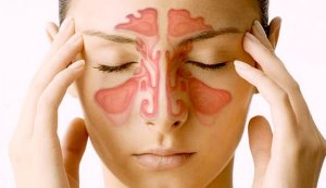 Bihulene: 5 ting du burde vite om dem