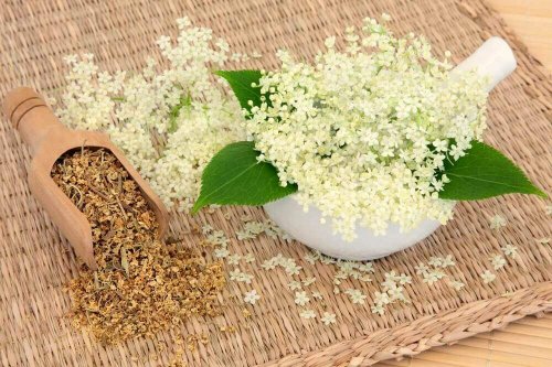 helbredende planter - mjødurt