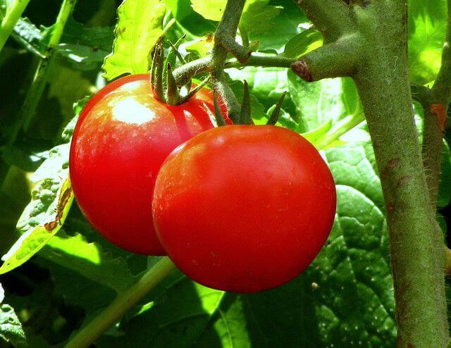 tomat mot alvorlig forstoppelse