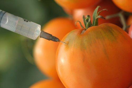 Det kan være kreftfremkallende komponenter i tomat som er dyrket med GMO.