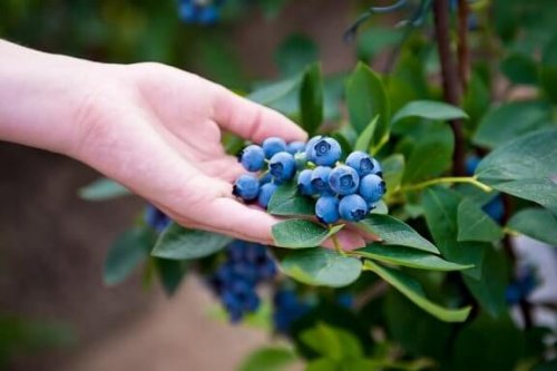 Lær hvordan du kan dyrke blåbær hjemme
