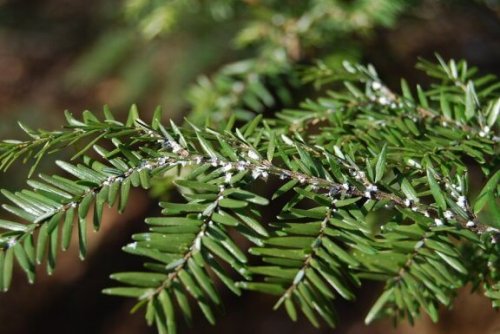 Lær å bli kvitt insekter på innendørsplanter med eddik