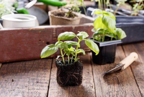 Planter i hjemmet, prøv en krydderplante.