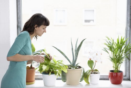 kvinne passer på plantene sine