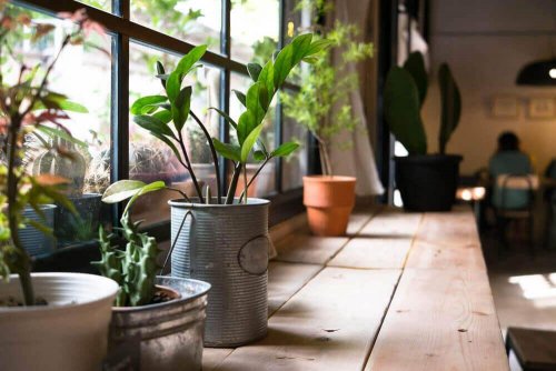 Planter i hjemmet kan gi deg helsefordeler