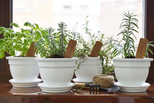 5 naturlige behandlinger for symptomer ved blastomykose.