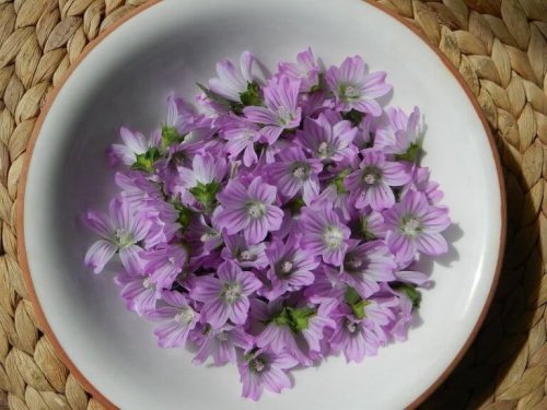 Reduser symptomer på bronkitt med apotekerkattost