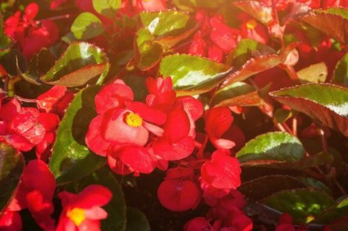 Fem vakre typer blomster til balkongen. 