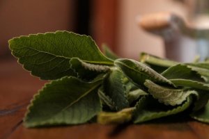 Boldo: Få en sunn lever med et enkelt preparat