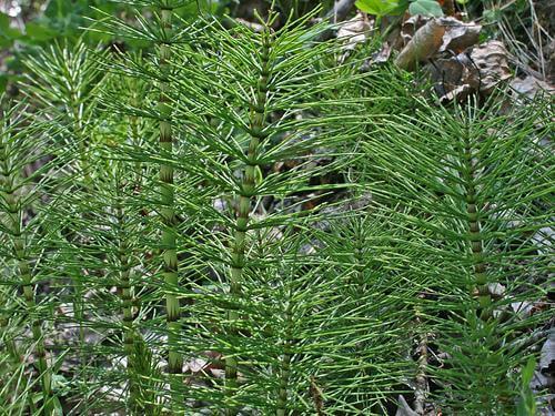 Prøv en infusjon av kjerringrokk.