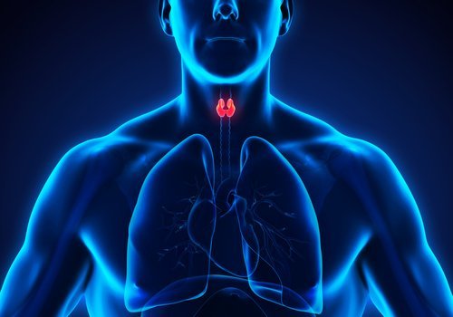 Rabarbra kan hjelpe for skjoldbruskkjertelen, med at den er rensende.