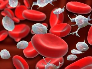 En aloe vera-behandling for å øke blodplateantallet ditt