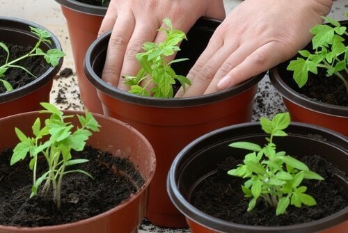 Prosessen med å dyrke dine egne tomatplanter.