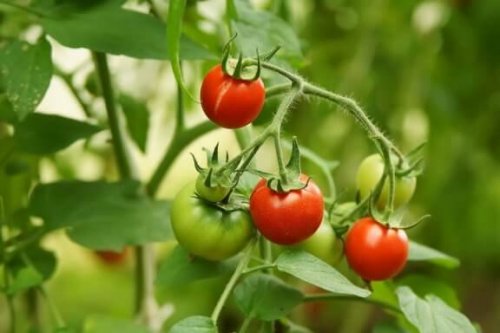Lær å dyrke dine egne tomatplanter fra bare 4 tomatskiver