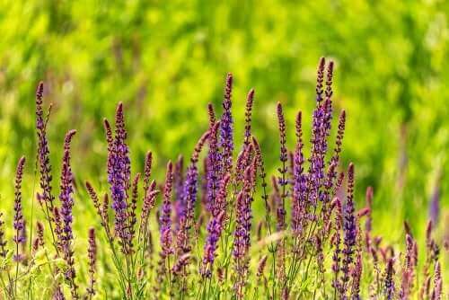 Salvia divinorum kan skape sinnsforvirring.