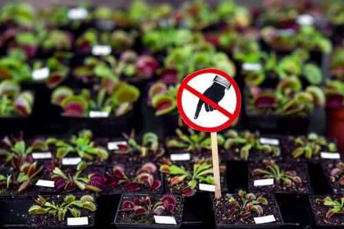 Syv farlige planter du ikke bør ha hjemme