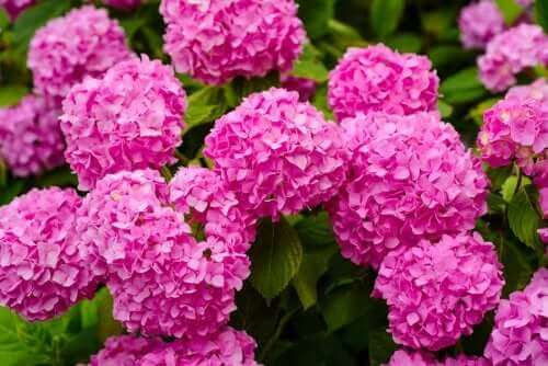 Farlige planter: Hortensia.