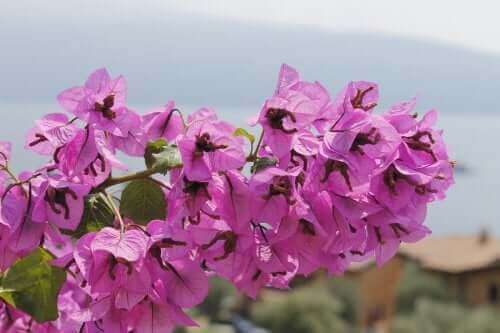 Farlige planter: Trinitaria.