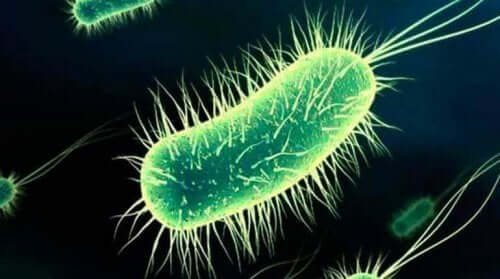 Bakterier forårsaker blærekatarr etter samleie