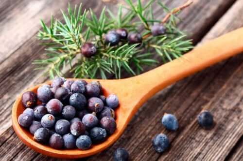 Medisinske planter som hjelper deg å bli kvitt cellulitter