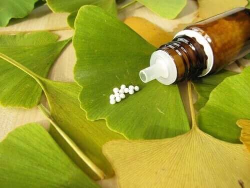 ginkgo biloba
