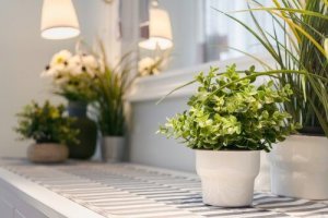 Noen gode tips for å ta vare på inneplanter