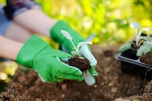 Ting å huske på når du skal plante om planter