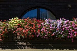 Fem velduftende blomster for en liten hage