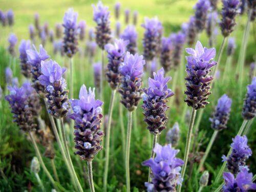 Lavendel