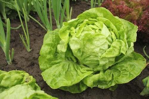 Salatvarianter og hvordan man kan dyrke dem