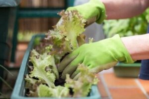 Hvordan lage en urban hage med liten plass