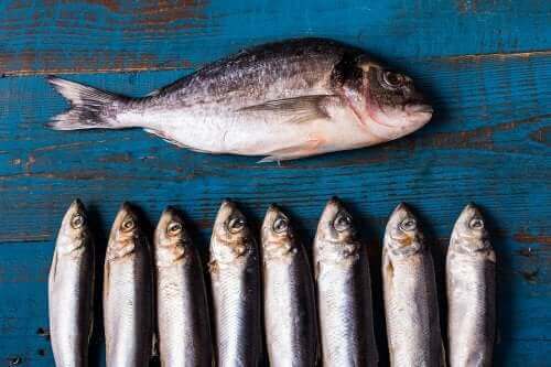 Sunne fordeler med kaldtvannsfisk for helsen