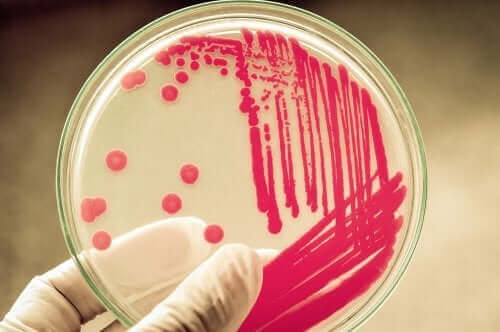 Bakterier i en petriskål.