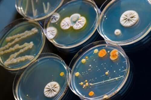 Mikroorganismer