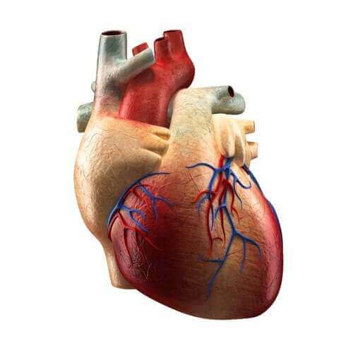 Delene av hjertet og deres funksjoner