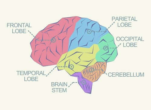Hva er de forskjellige lappene i hjernen?