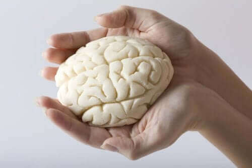 Et par hender som holder en modell av hjernen