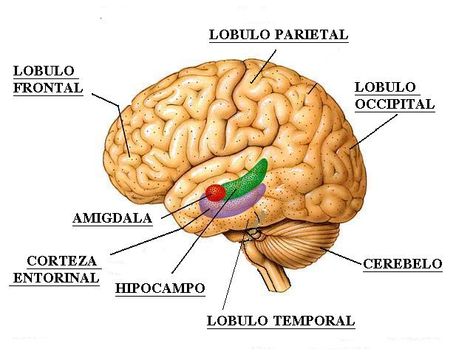 Plasseringen til lappene i hjernen