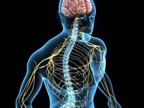 representasjon av nervesystemet