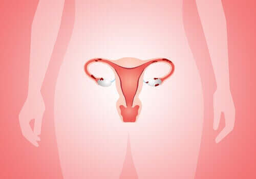 Det kvinnelige reproduktive systemet.