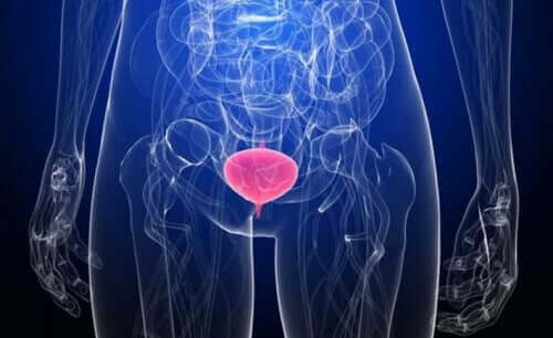 En digital fremstilling av blæren.