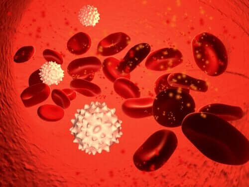 Infeksjoner hos blodceller