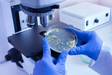 Forskjellen mellom virus og bakterier