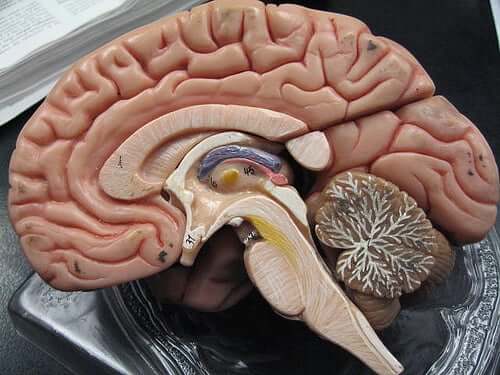 En modell av hjernens indre