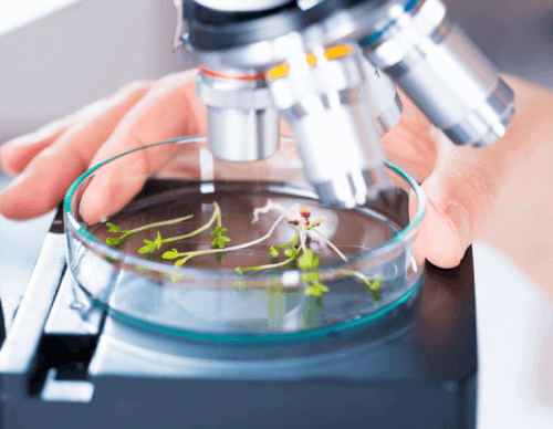 Planter under et mikroskop.