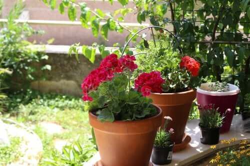 Vakre sommerblomster: seks alternativer til hagen din