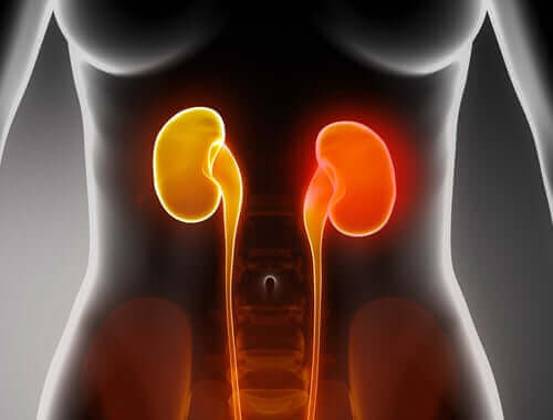 En illustrasjon av en kvinnelig kropp som fremhever nyrene hennes.