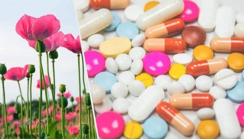Et bilde med valmuer og opioider.